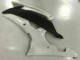 Blanc Carénage Yamaha R6 2008-2016 Blanc Carénage Yamaha R6 2008-2016